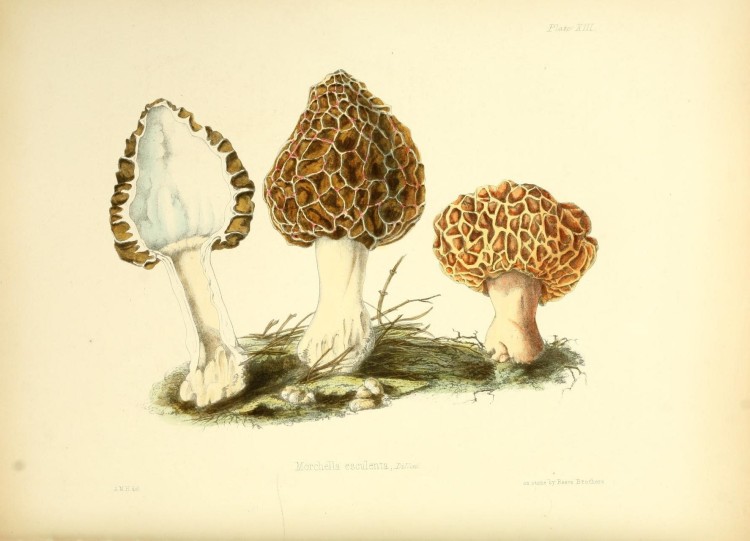 Illustrations_of_British_mycology_(Plate_XIII)_(8618303389)